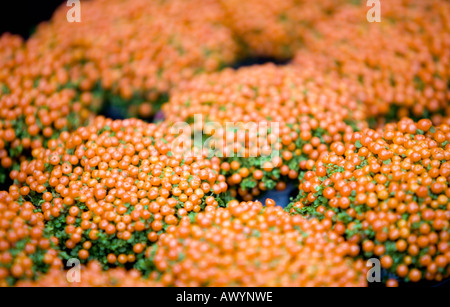 Nertera flowers Stock Photo