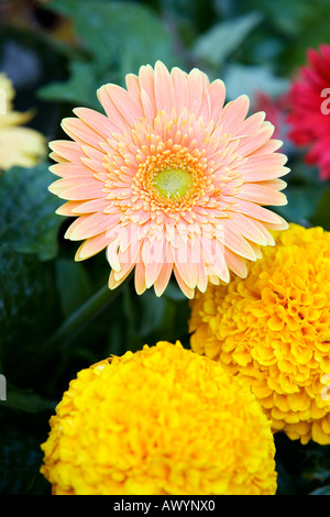 Gerbera and marigold flowers Stock Photo
