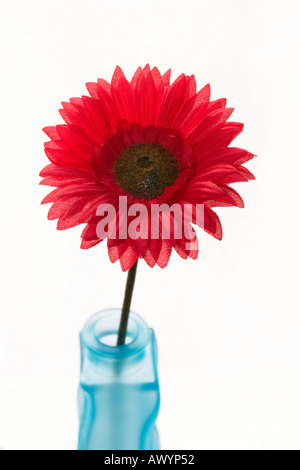Red gerbera in red glass Stock Photo