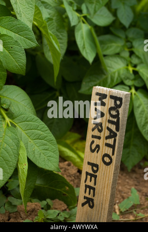 Maris Peer potatoes vegetable growing at Rosedene Chartists Cottage, Dodford, near Bromsgrove, Worcest Stock Photo