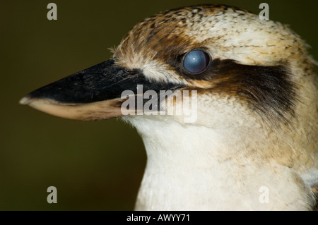 Australian Laughing Kookaburra, Dacelo novaeguineae, blinking Stock Photo