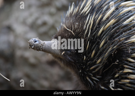 Short-nosed echidna, tachyglossus aculeatus, single adult Stock Photo