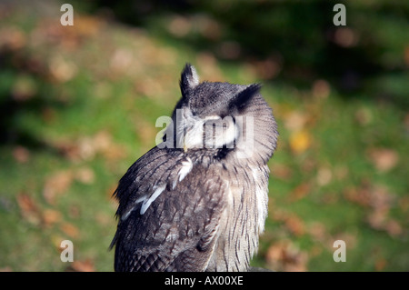 White Faced Scops Owl Otus lecotis Stock Photo