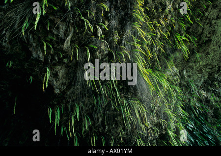 Fern Grotto Kauai Hawaii USA August 1996 Stock Photo