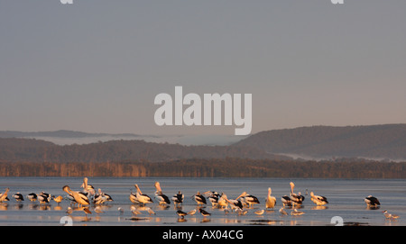 Mixed flock of waterbirds at sunrise Stock Photo
