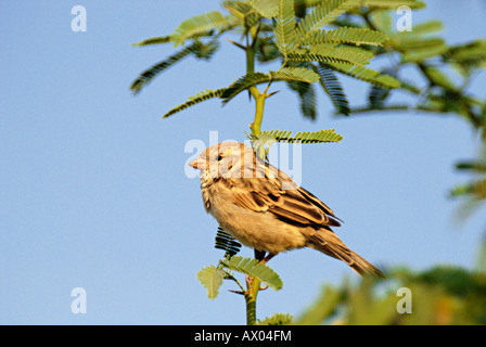 House Sparrow - Passer domesticus - Passeridae, Female, seen in flock’s around houses Stock Photo