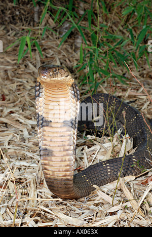 KING COBRA. Ophiophagus hannah. Venomous rare. World's longest venomous snake, Goa Stock Photo