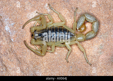Indian red scorpion, BUTHIDAE, Hottentotta tamulus. Common. One of the most venomous scorpion. Sam, Jaisalmer, Rajasthan Stock Photo