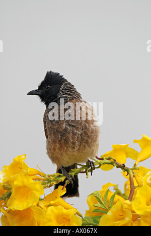 Red-vented Bulbul (Pycnonotus cafer) is a member of the bulbul family of passerine bird. Stock Photo