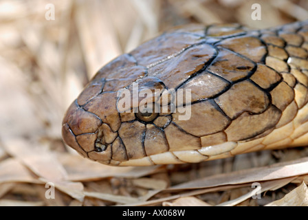 KING COBRA. Ophiophagus hannah.  Venomous rare.  World's longest venomous snake. Stock Photo