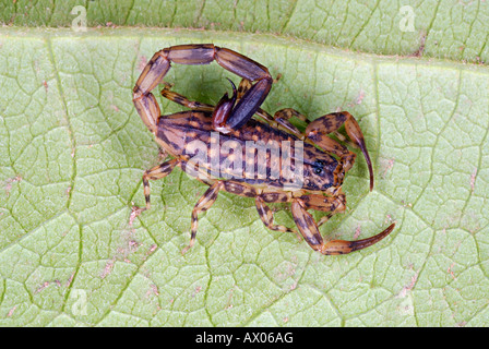 Mesobuthus tamulus, Scorpionidae, Scorpionida, Arachnida, Lychas sp. marbled scorpion, A arboreal species of Scorpion Stock Photo