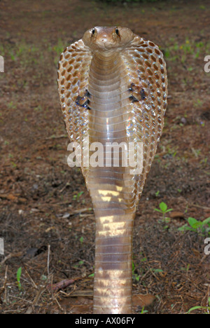 Indian Cobra / Spectacled Cobra (Naja Naja Stock Photo - Alamy