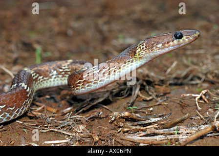 COMMON WOLF SNAKE Lycodon aulicus, Non venomous, Common. Indian Wolf Snake Stock Photo
