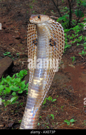SPECTACLED COBRA. Naja naja. Venomous, common. genus of venomous elapid snakes. Stock Photo