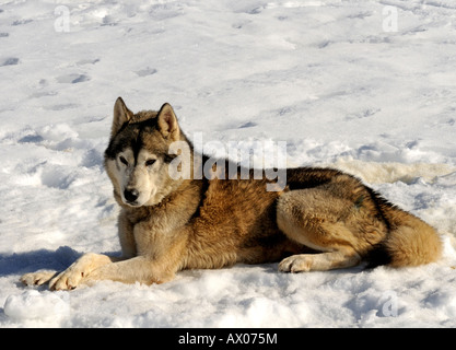 Greenland sledge dog waits in the snow, Switzerland Stock Photo