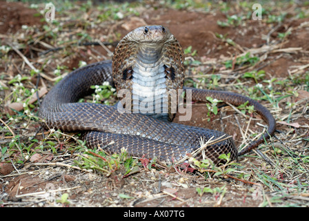SPECTACLED COBRA. Naja naja. Venomous, common. Genus of venomous elapid snakes. Stock Photo