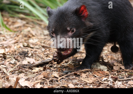 Tasmanian devil, sarcophilus harrisi, single adult male eating Stock Photo