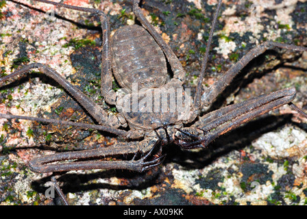 Amblypygid - Phrynus, Amblypygi is an order of invertebrate animals belonging to the class Arachnida, in the subphylum Chelicera Stock Photo