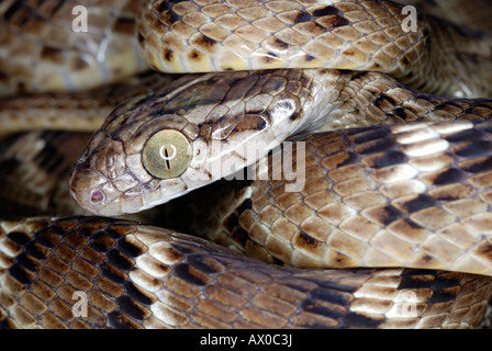 COMMON CAT SNAKE Boiga trigonata Mildly Venomous, Common. Indian Gamma Snake. Verticle pulpil like that of the cat. Stock Photo