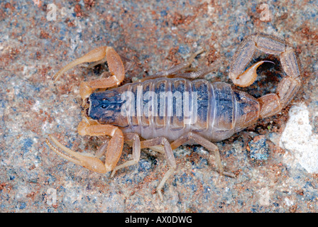 Indian red scorpion, Hottentotta tamulus Family BUTHIDAE. Found in most of India, eastern Pakistan and the eastern lowlands of Nepal. Stock Photo