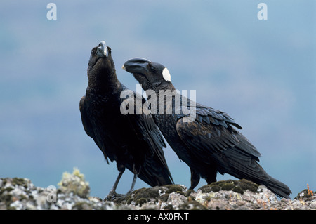 Pair of Thick-billed Raven (Corvus crasssirostris), Semien Mountain Natinal Park, Ethiopian Stock Photo