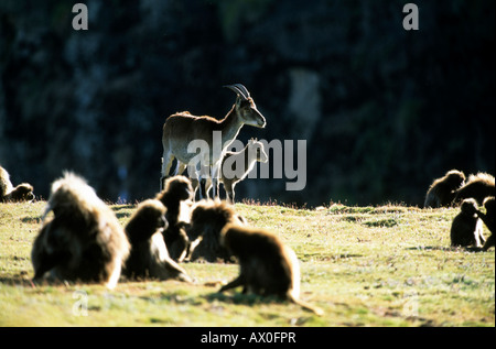 Ethiopien Ibex (Capra walie), Female Walia with young on backlight with Geladas in front, critically endangered Species, Semien Stock Photo