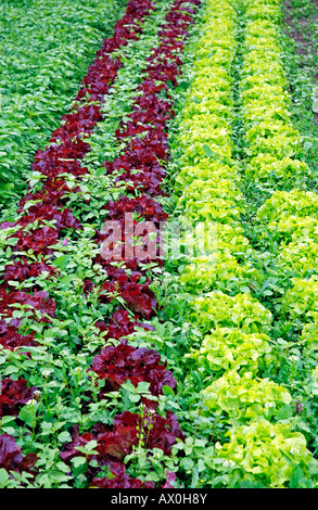 Head lettuce (Lactuca sativa capitata), vegetable farm, Germany, Europe Stock Photo