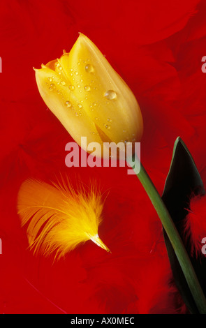 Yellow tulip on red feathers Stock Photo