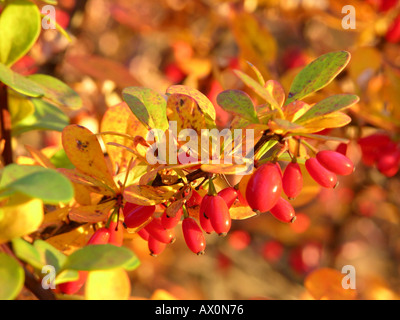 Berberis rubrostilla red berries in autumn Stock Photo