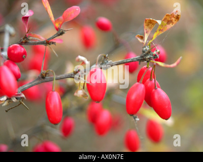 Berberis rubrostilla red berries in autumn Stock Photo