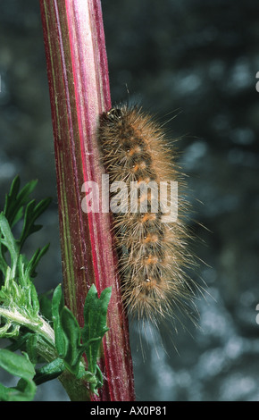ruby tiger (Phragmatobia fuliginosa), caterpillar, sitting on a stem, Germany Stock Photo