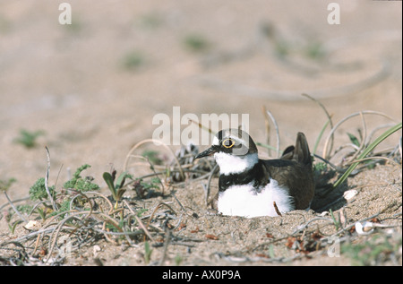 little ringed plover (Charadrius dubius), breeding, Greece Stock Photo