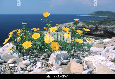 Crown Daisy, Garland Chrysanthemum (Chrysanthemum coronarium var. coronarium), blooming plant with Mediteranean Sea behind, Gre Stock Photo
