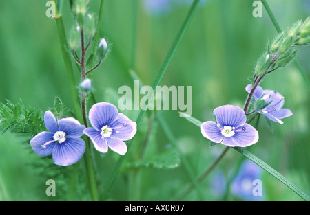 germander speedwell (Veronica chamaedrys), blooming, Germany, Bavaria, Ratisbon Stock Photo