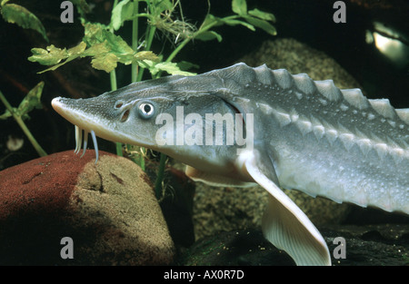 Danube sturgeon, Russian sturgeon, osetr (Acipenser gueldenstaedti), portrait Stock Photo