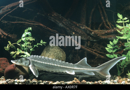 Danube sturgeon, Russian sturgeon, osetr (Acipenser gueldenstaedti), side view Stock Photo