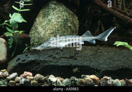 Danube sturgeon, Russian sturgeon, osetr (Acipenser gueldenstaedti), side view Stock Photo