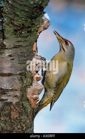 grey-faced woodpecker (Picus canus), at tree hole, Germany Stock Photo