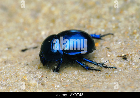 springtime dung beetle (Geotrupes vernalis), drinking, Germany, Brandenburg, Potsdam Stock Photo