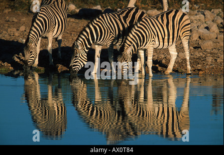 Common Zebra (Equus quagga), three individuals drinking at a waterhole, Namibia, Etosha NP Stock Photo