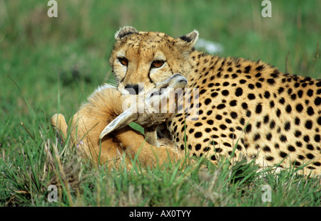 Cheetah (Acinonyx jubatus) with its prey Stock Photo