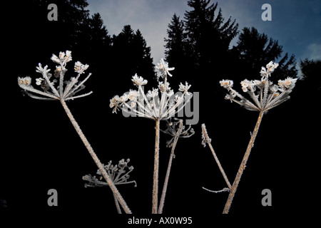 Colours of the winter ice dry flower with background tree and blue sky Stock Photo
