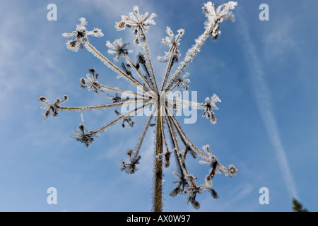 Colours of the winter Ice dry flower with background smoth blue sky Stock Photo
