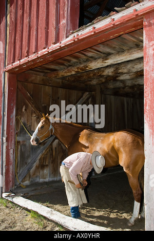 Horseshoeing in wildwest Oregon, USA Stock Photo