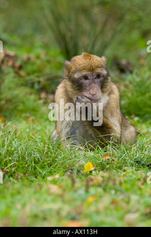 Barbary Macaque (Macaca sylvanus) sitting in the grass eating, Zoo, Daun, Vulkaneifel, Germany, Europe Stock Photo
