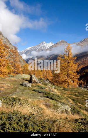 Landscape with larches in autumn, National Park Gran Paradiso, Italy Stock Photo