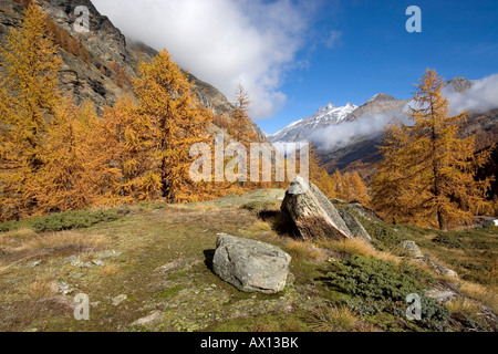 Landscape with larches in autumn, National Park Gran Paradiso, Italy Stock Photo