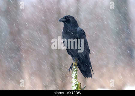 Common Raven (Corvus corax) in winter during snowfall, Usedom, Germany Stock Photo