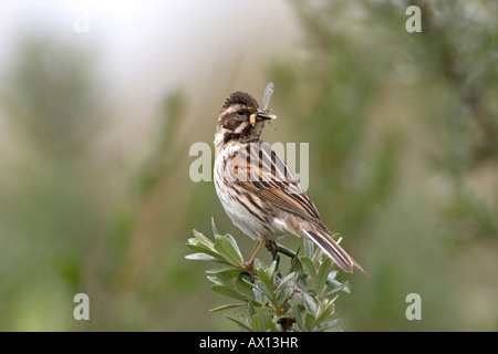 Reed Bunting (Emberiza schoeniclus), female with food in the beak, Texel, Netherlands Stock Photo