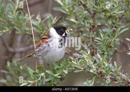Reed Bunting (Emberiza schoeniclus), male with food in the beak, Texel, Netherlands Stock Photo